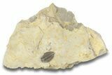 Lemureops Kilbeyi Trilobite - Fillmore Formation, Utah #255723-1